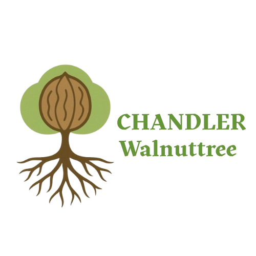 Chandler Sapling Logo